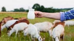 Fakta atau Hoax Susu Kambing Bisa Membersihkan Paru-Paru, Begini Penjelasan Ahli 