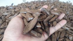 12 Kayu Termahal di Indonesia, Nomor 9 Berat 1 Kg Bisa untuk Beli Rumah <
