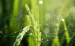 Ekonomi Agrikultur: Pengertian, Contoh Produk dan Cara Melaksanakannya