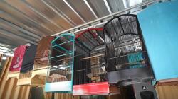 Berawal dari Hobi, Pria Ini Sukses Ternak Burung Murai, Harganya Capai Ratusan Juta 