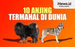 Infografis Deretan 10 Anjing Termahal di Dunia