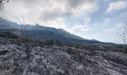 Gunung Arjuno Diduga Sengaja Dibakar Pemburu Liar<