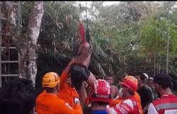 Warga Magelang Pingsan di Atas Pohon Setinggi 10 Meter, Evakuasi Dramatis