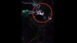 Dikira Begal, ODGJ di Sintang Babak Belur Dihajar Warga hingga sempat Lari ke Atas Pohon