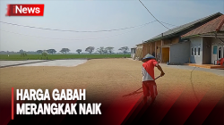 Imbas Kemarau, Harga Gabah di Kota Serang Merangkak Naik