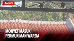 Gerombolan Monyet Masuk Permukiman di Cibubur, Diduga Kelaparan