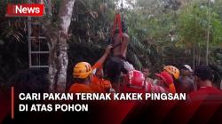 Kakek Usia 60 Tahun Pingsan di Atas Pohon di Magelang, Evakuasi Dramatis