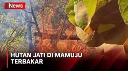 30 Hektare Hutan Jati di Mamuju Terbakar Ancam Permukiman