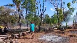 Kebakaran Lahan Pertanian di Karangsem Bali, 2 Sapi Warga Terkena Sambaran Api