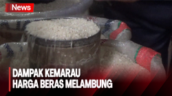 Harga Beras Meroket di Pasar Tradisional Purwakarta, Dampak Kemarau Panjang<