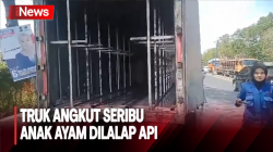 Truk Angkut Seribu Anak Ayam Terbakar di Maros, Diduga Korsleting Listrik