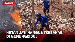 Warga Bakar Daun Kering Picu Kebakaran Hutan Jati di Gunungkidul