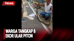 8 Ekor Ular Piton di Rumah Kosong Utan Kayu Selatan Ditangkap Warga