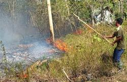 Kebun Jati di Kulonprogo Terbakar, Api Sempat Ancam 5 Rumah dan Rusunawa<