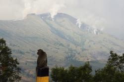 Buntut Kebakaran Bukit Teletubbies Gunung Bromo gegara Flare Prewedding