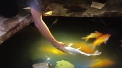 Nestapa Warga Pangkep, Belasan Ikan Koi Peliharaan Mati gegara Listrik Padam 