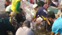 Paus Tutul 9 Meter Mati Terdampar di Cianjur Selatan, Warga Ambil Dagingnya untuk Dimakan<