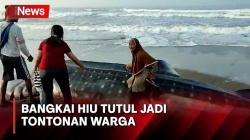 Mati Terdampar di Pantai Pagak, Bangkai Hiu Tutul jadi Tontonan Warga Purworejo