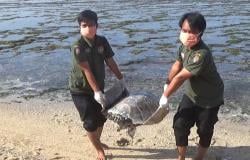 Tebar Bau Busuk, Seekor Penyu Ditemukan Mati Terdampar di Pantai Sepanjang Gunungkidul<