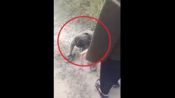 Viral Bocah Sempoyongan Mabuk Arak Madu di Katingan, Ini Kata Polisi