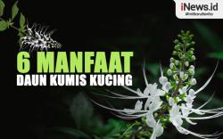 Infografis Wajib Tahu! Manfaat Daun Kumis Kucing untuk Kesehatan