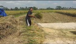  Stok Gabah di Penggilingan Menipis, Harga Beras di Banjarnegara Terus Merangkak Naik<