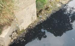 Warga Keluhkan Bau dari Sungai Cileungsi: Air Hitam dan Banyak Ikan Mati