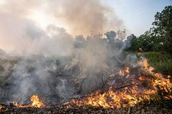 Kebakaran 4.000 Hektare Lahan di Sumatera Selatan 