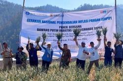 BI-IPB Sukses Kembangkan Bawang Putih Varietas Tawangmangu Super, Hasil Rekayasa Genetika<