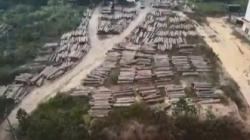 Polda Sumsel Bongkar Kasus Illegal Logging di Musi Banyuasin, 700 Kayu Balok Diamankan<