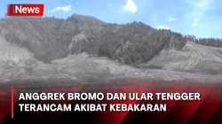 Savana Terbakar, Flora dan Fauna Endemik Gunung Bromo Terancam Keberadaannya