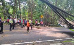 Pohon Tumbang di Jalur Denpasar-Gilimanuk Timpa Pemotor hingga Patah Tulang<