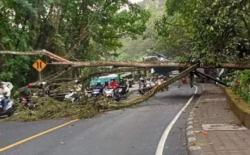 Pohon Tumbang di Jalur Denpasar-Gilimanuk Picu Kemacetan 18 Km