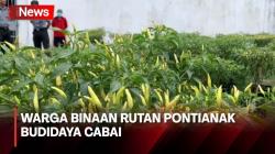 Lima Warga Binaan Berhasil Budidaya Cabai di Rutan Pontianak, Harga Rp50 Ribu Per Batang<