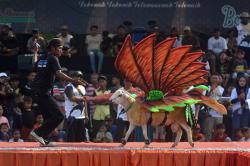 Ketika Domba Ikut Fashion Show di Jember