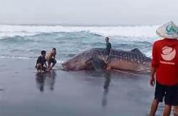 Hiu Tutul Mati Terdampar di Pantai Ketawang, Polisi: Sejak Agustus Sudah 4 Kali