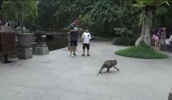 Australia Minta Warganya di Bali Hati-Hati dengan Monyet yang Berkeliaran<