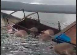 Longboat Tenggelam Dihantam Ombak di Maluku Utara, 10 Kerbau Mati