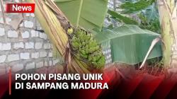 Pohon Pisang Unik di Sampang, Buahnya Muncul di Tengah Batang