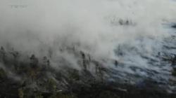 Pemadaman Kebakaran Hutan Produksi di Pulang Pisau Berlanjut, Lokasi Sempat Diguyur Hujan