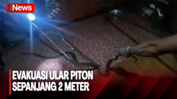 Petugas Damkar Nyaris Dililit Ular Piton yang Bersarang di Rumah Warga 