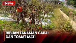 Kemarau Panjang, Ribuan Tanaman Cabai dan Tomat Mati di Banjarnegara