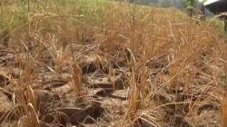 Kekeringan dan Hama Serang Persawahan di Purwakarta, Petani Terancam Puso<