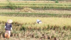Harga Beras Melambung di Atas HET, Pasokan dan Stok di Cianjur Masih Aman <