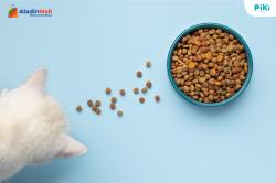 Mau Pelihara Kucing & Anjing? Ketahui Dulu 4 Jenis Makanan Sehat untuk Hewan Peliharaan Berikut