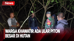 Nenek Hilang saat Cari Rumput di Hutan Buton Belum Ditemukan