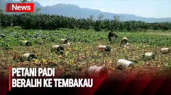 Kemarau Panjang, Petani Padi di Kebumen Beralih ke Tembakau 