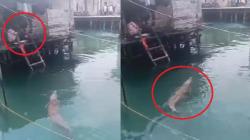 Viral Emak-Emak Cuci Piring Ditemani Buaya di Kepulauan Anambas, Netizen Ngeri<