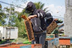 Hasil Panen Madu Bunga Kopi Melimpah saat Musim Kemarau
