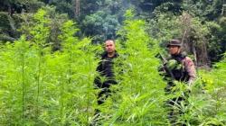 Pantau Pakai Drone, Polisi Temukan Ladang Ganja Seluas 4 Hektare di Nagan Raya